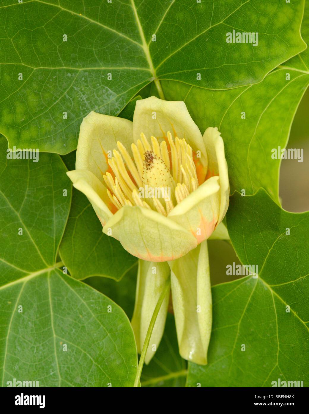 Frühlingsblume von Tulpenbaum, amerikanischer Tulpenbaum, Tulpenbaum, Tulpenpappel, weißholz, Fiddletree, gelbe Pappel, gelbe Pappel Stockfoto