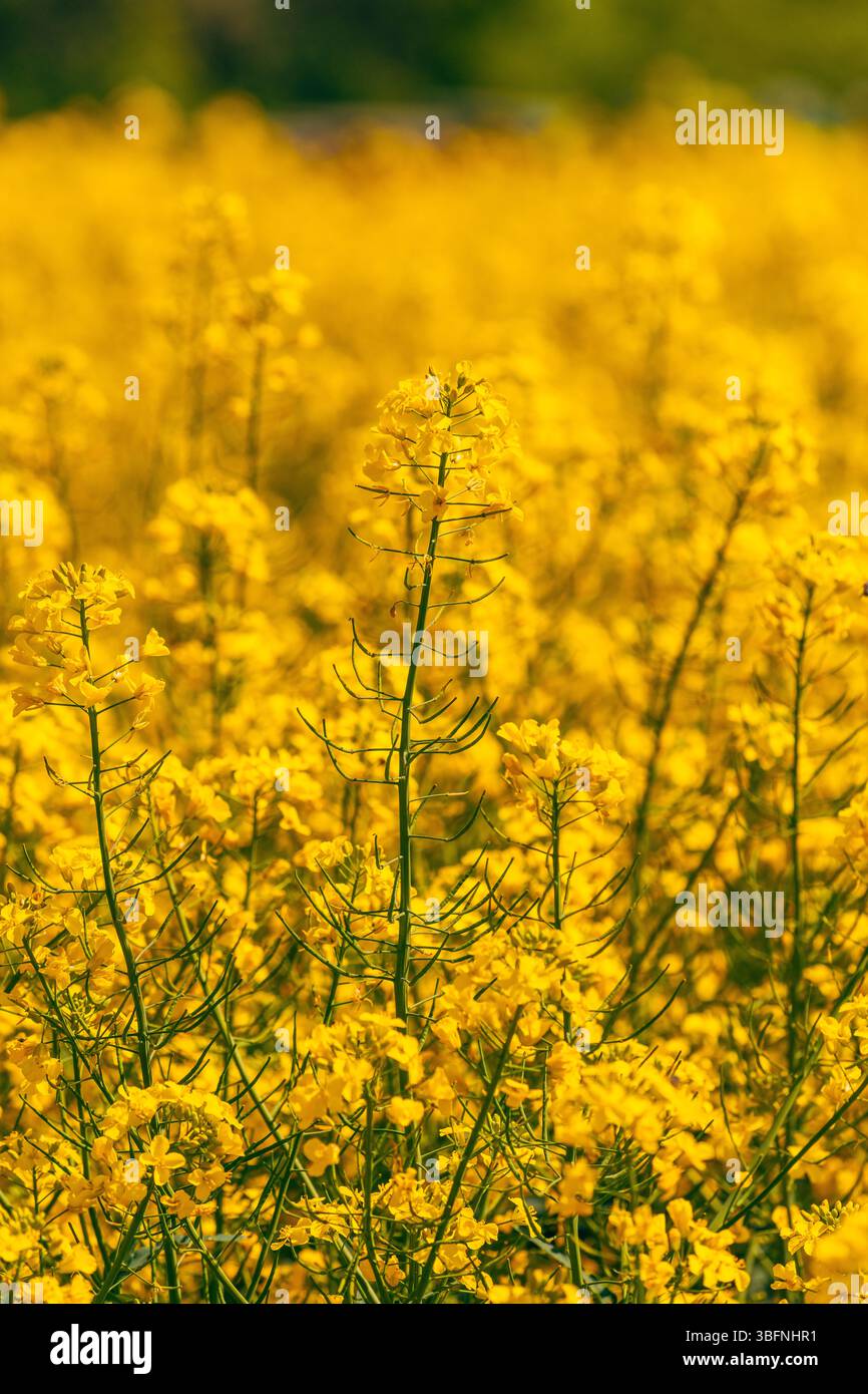 Rapskulturen in Blüte, niedrige Winkelansicht der gelben Blütenköpfe von Rapspflanzen im Feld, selektiver Fokus Stockfoto