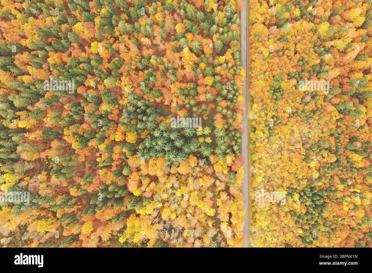 DefaultAerial abstract of the Black Forest, Germany — geometrische Muster von Nadel- und Laubbäumen im Herbst Stockfoto