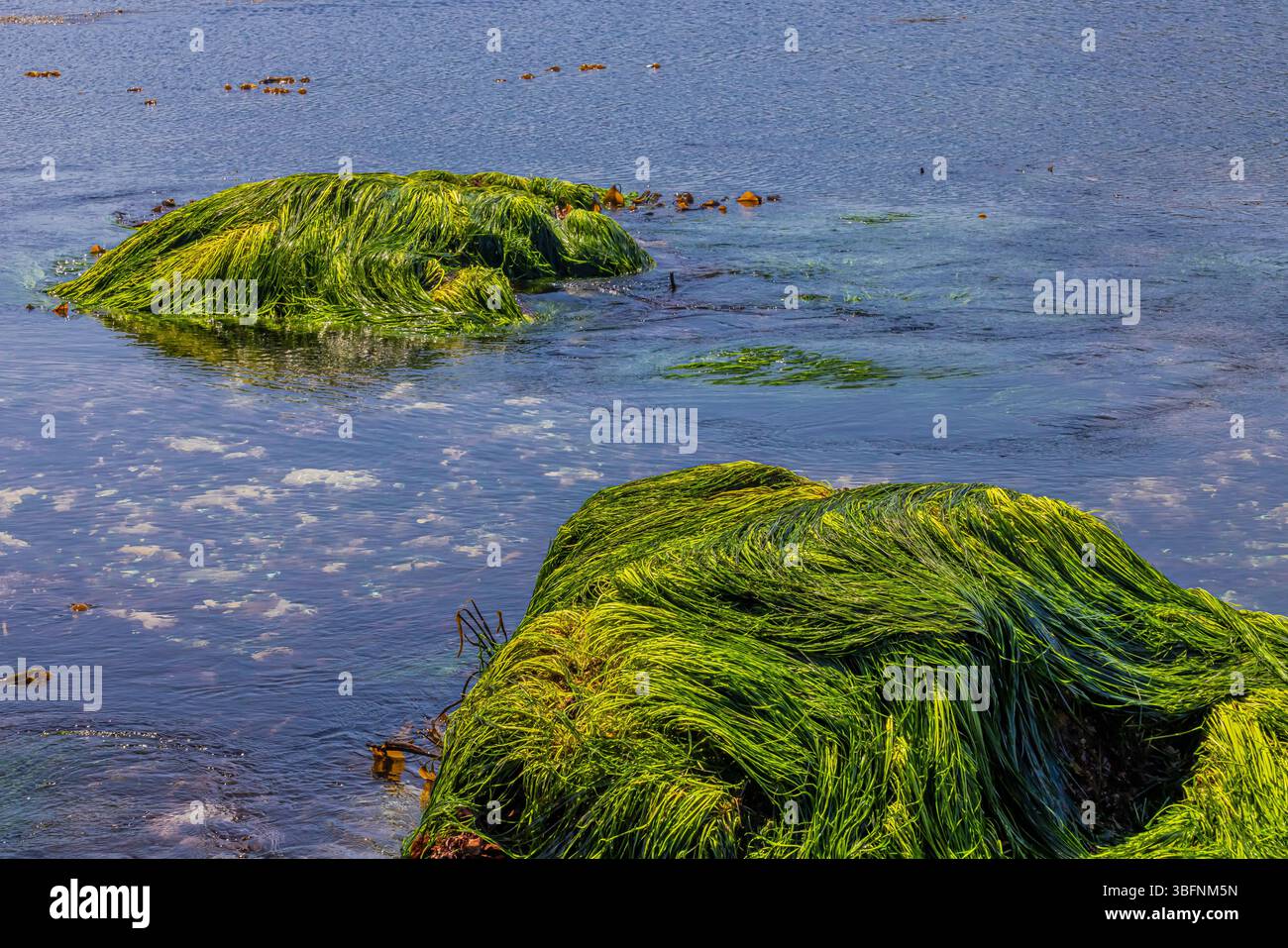 Torrey's Surfgrass, Phyllospadix torreyi, in felsigem Lebensraum des Tongue Point Marine Life Sanctuary, Straße von Juan de Fuca, Washington State, USA Stockfoto