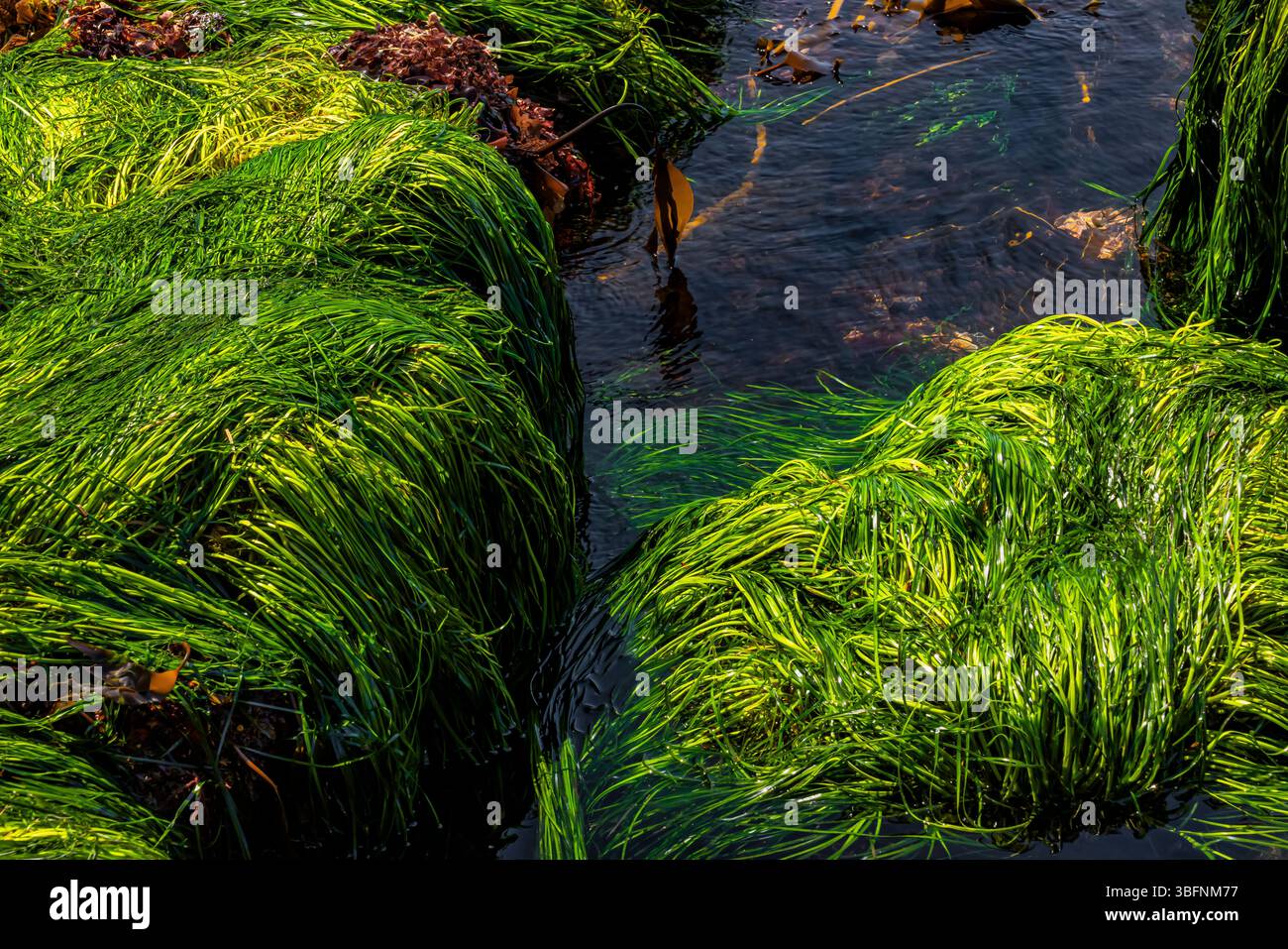 Torrey's Surfgrass, Phyllospadix torreyi, in felsigem Lebensraum des Tongue Point Marine Life Sanctuary, Straße von Juan de Fuca, Washington State, USA Stockfoto