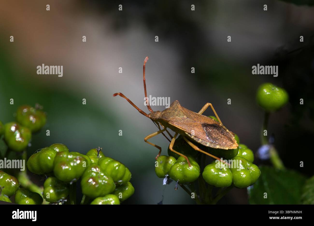 Bronze ( Stinkschild ) Wanzen Pentatomidae Stockfoto