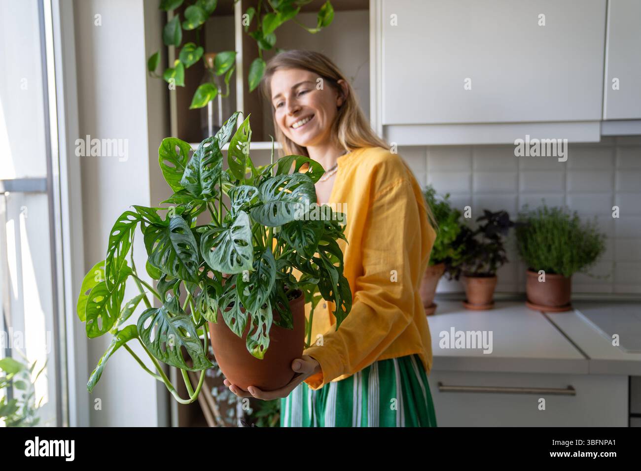 philodendron hastatum silver sword variegata Philodendron hastatum 