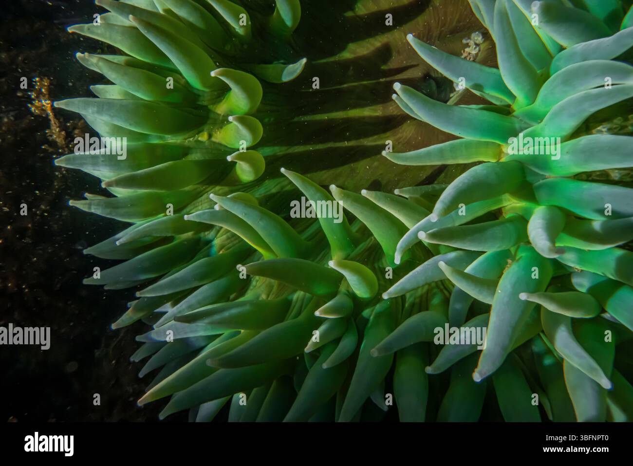 Riesige grüne Anemone, Anthopleura xanthogrammica, im Tongue Point Marine Life Sanctuary, Straße von Juan de Fuca, Washington State, USA Stockfoto