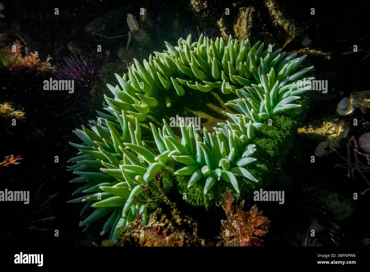 Riesige grüne Anemone, Anthopleura xanthogrammica, im Tongue Point Marine Life Sanctuary, Straße von Juan de Fuca, Washington State, USA Stockfoto