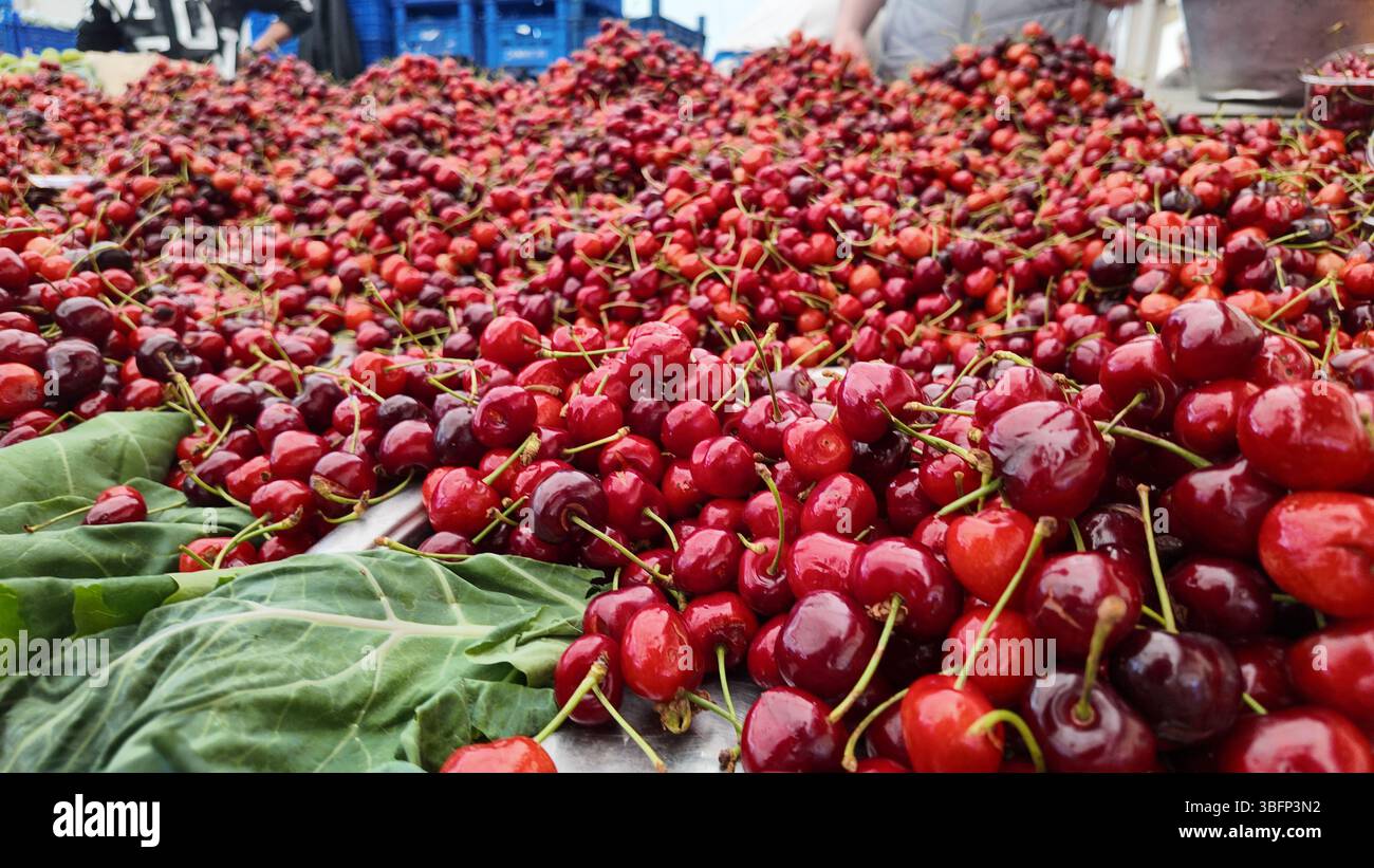 Frische Kirschen werden im Sommer an einem Marktstand ausgestellt Stockfoto