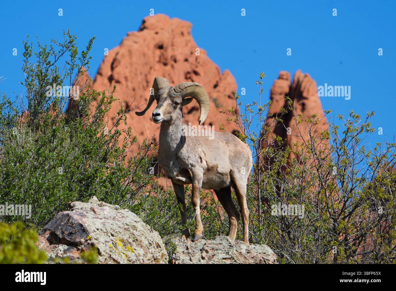 Tierwelt in Colorado Stockfoto