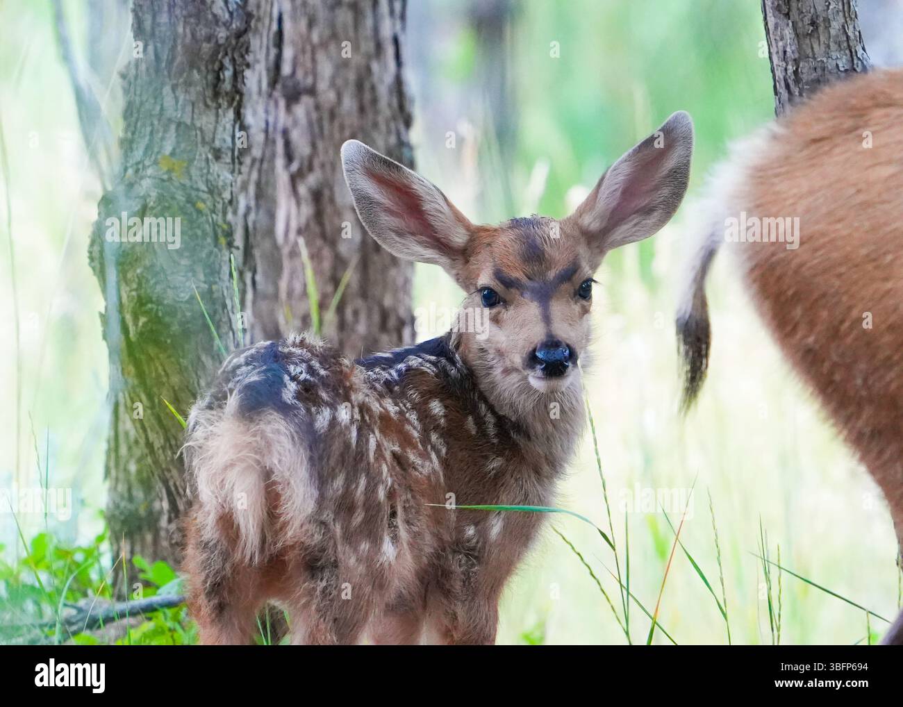 Tierwelt in Colorado Stockfoto