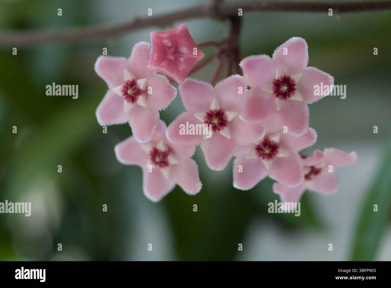Weiches Rosafarbenes Hoya-Blumengestell Stockfoto