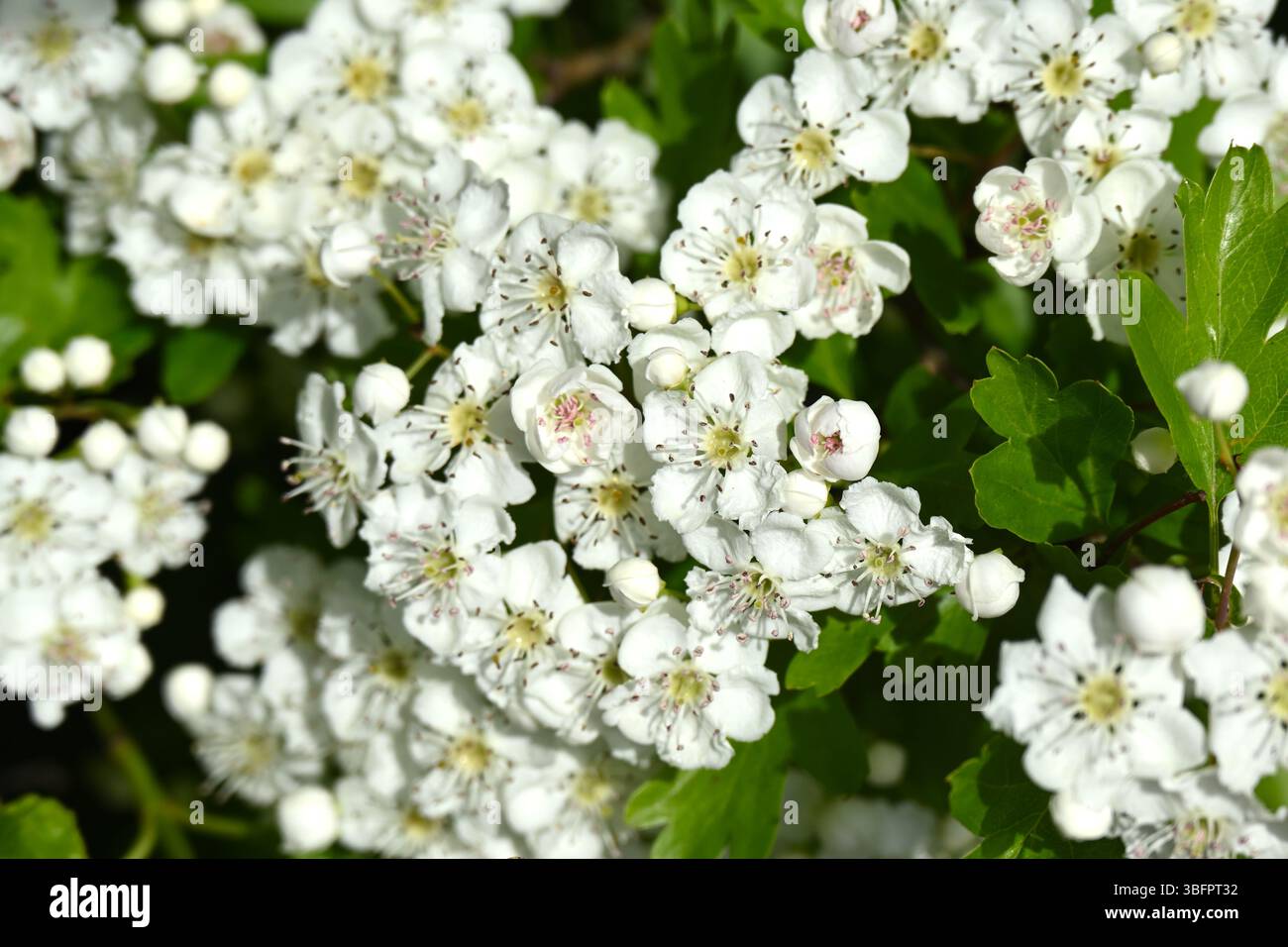Weiße Frühsommerblüte des Maibaums, auch bekannt als Weißdorn, Crataegus monogyna UK May Stockfoto