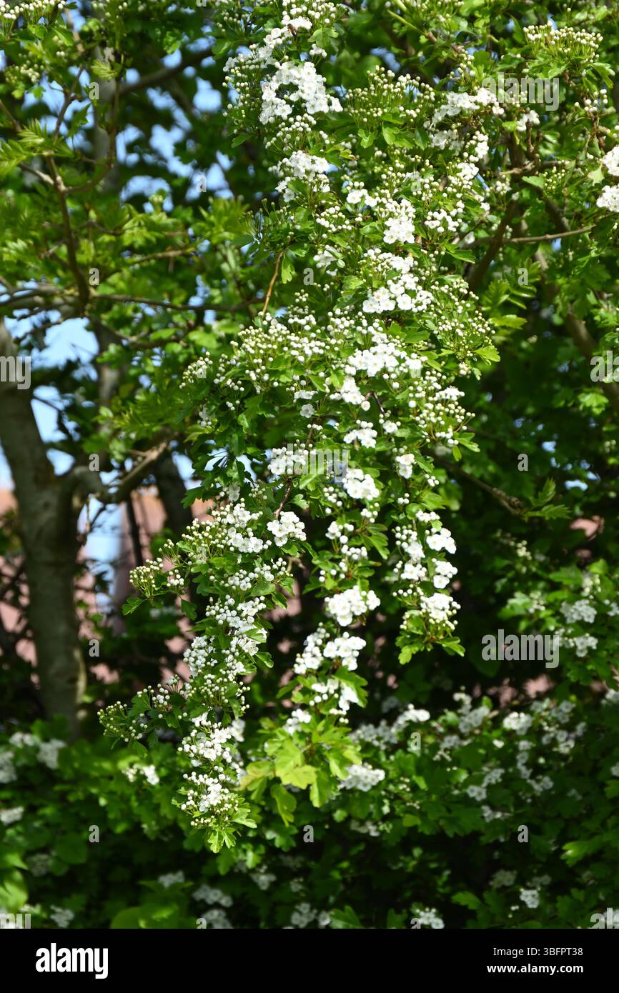 Weiße Frühsommerblüte des Maibaums, auch bekannt als Weißdorn, Crataegus monogyna UK May Stockfoto