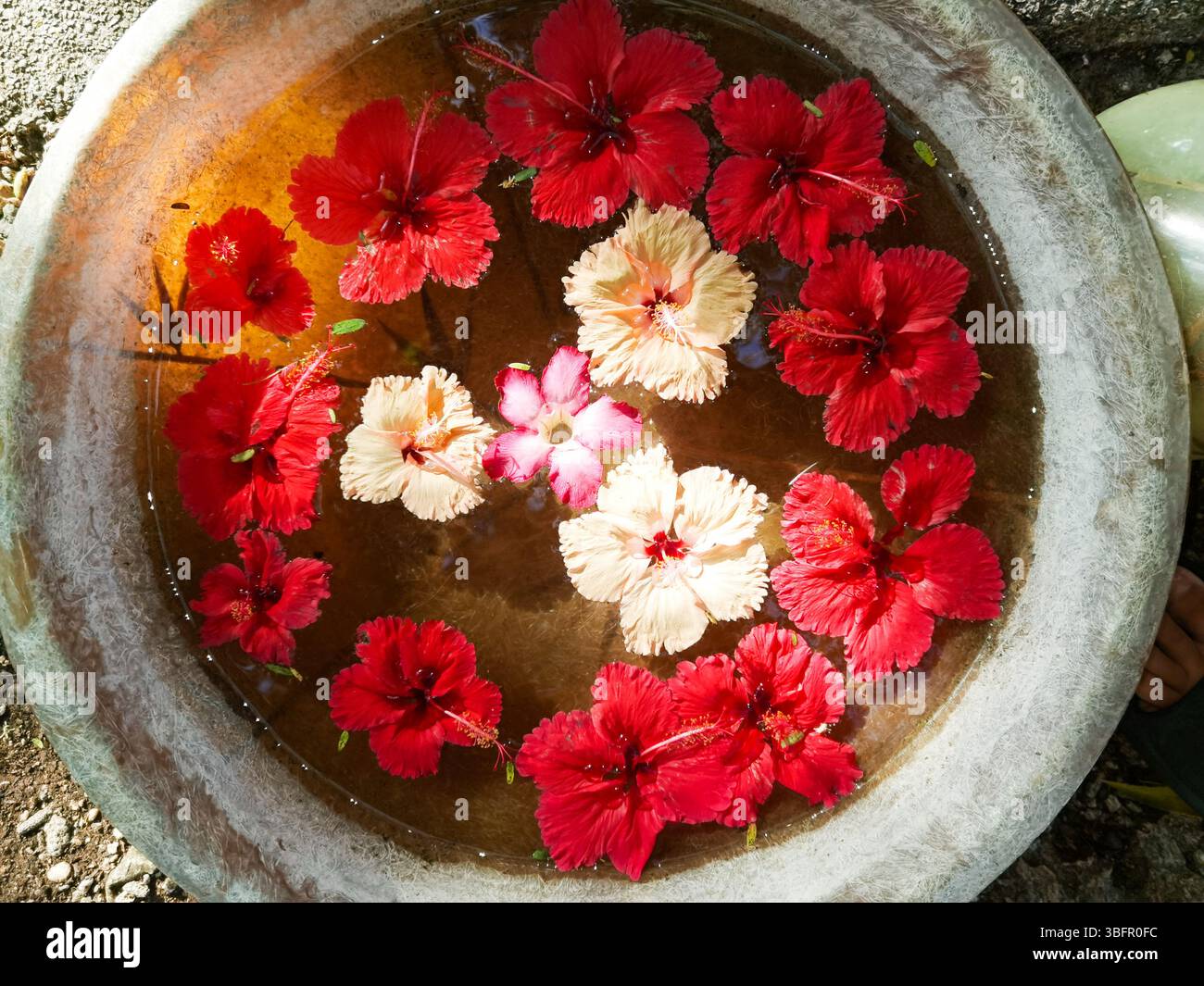Spa-Blumenschale mit schwimmenden Blüten in einem luxuriösen asiatischen Hotel. Ein ruhiges und elegantes Detail, das an Wellness, Ruhe und traditionelle Schönheitsrituale erinnert. Stockfoto