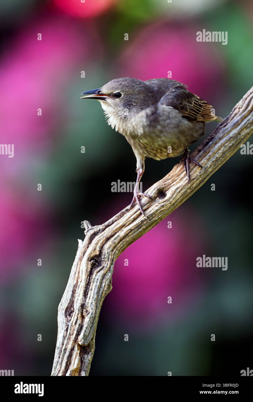 Der Jungling Sturnus vulgaris wartet auf die Fütterung in einem Garten in Norfolk, Großbritannien Stockfoto