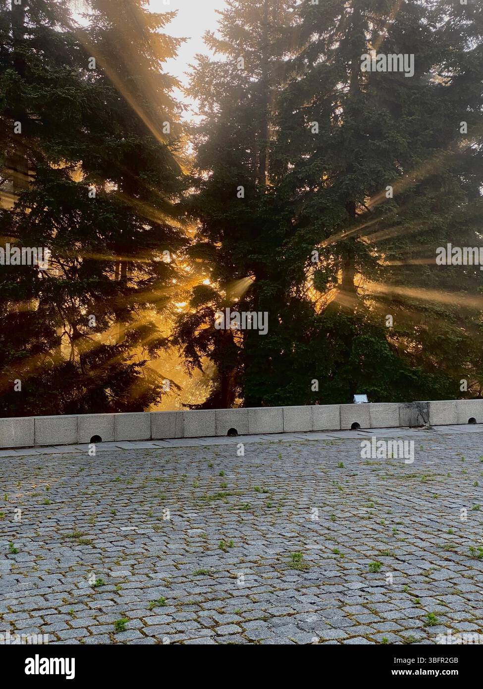 Goldene Sonnenstrahlen, die bei Sonnenaufgang durch Kiefern leuchten, mit Steinpflaster im Vordergrund. Gefangen in einem bewaldeten Stadtpark. Stockfoto