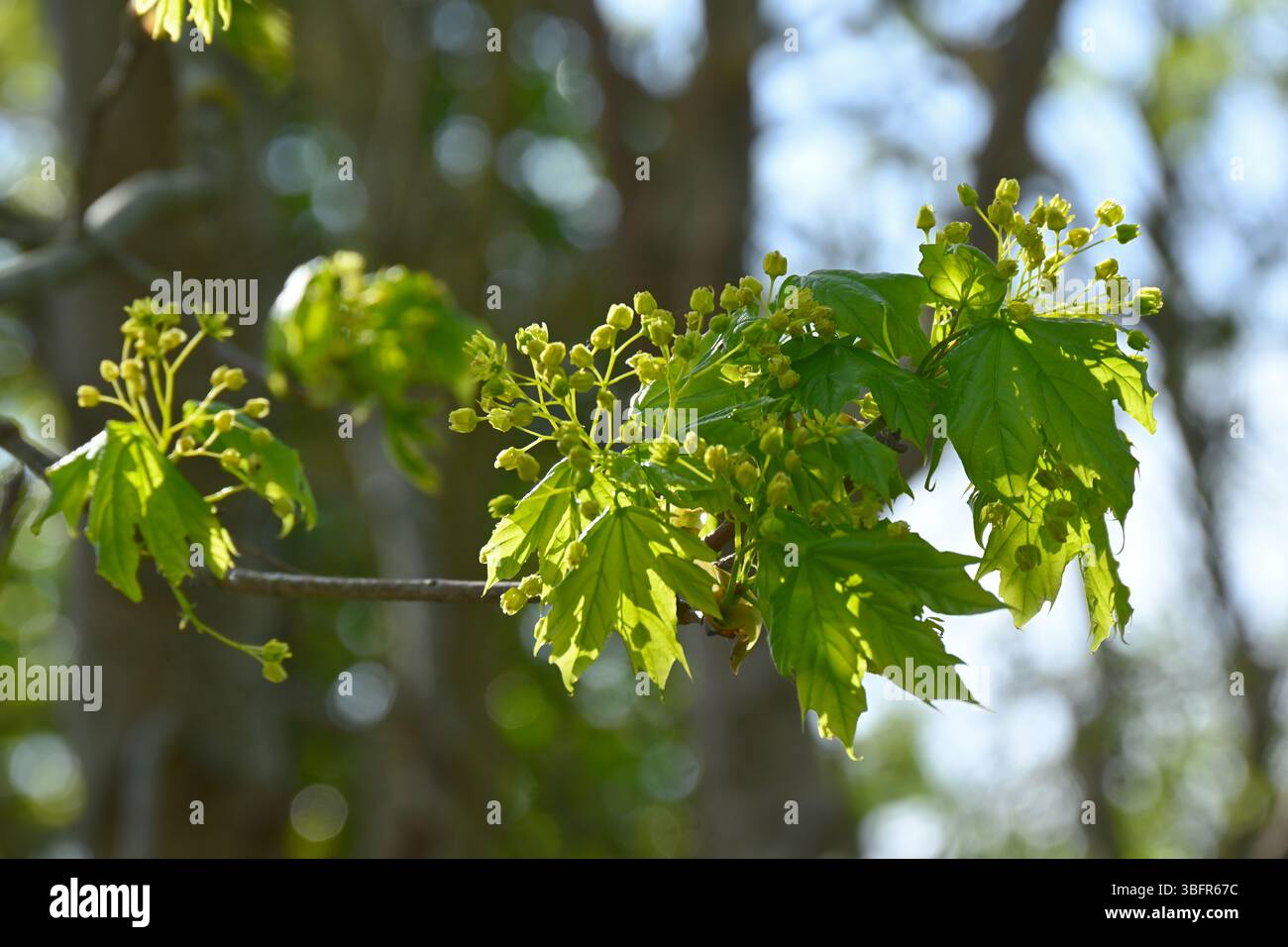 Grüne Frühlingsblumen und frisches Laub von Ahorn, Acer Campestre UK May Stockfoto