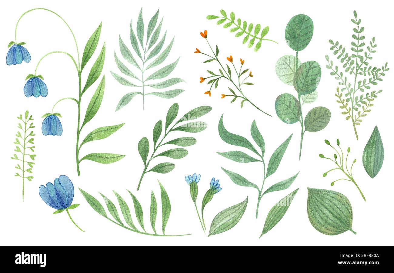Set von Blumen, Blättern, Blumen Aquarell Illustrationen Hand gezeichnet isoliert auf weißem Hintergrund. Frühling und Sommer Set farbenfroher Pflanzen. Stockfoto
