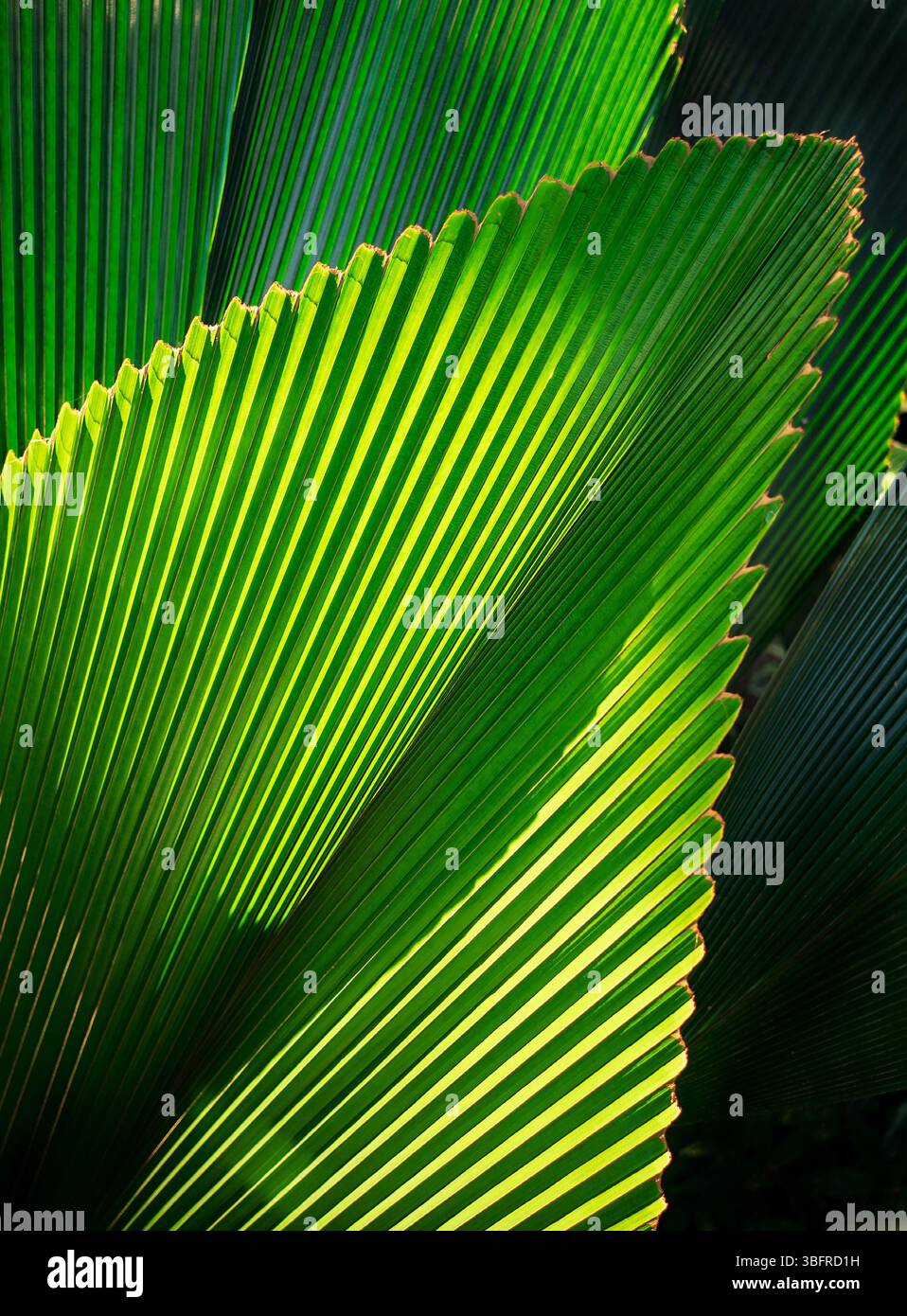 Echt frisches Grün hinterlässt die Textur für den Hintergrund, Nahaufnahme des Hintergrunds der Blattstruktur mit Licht und Schatten. Stockfoto