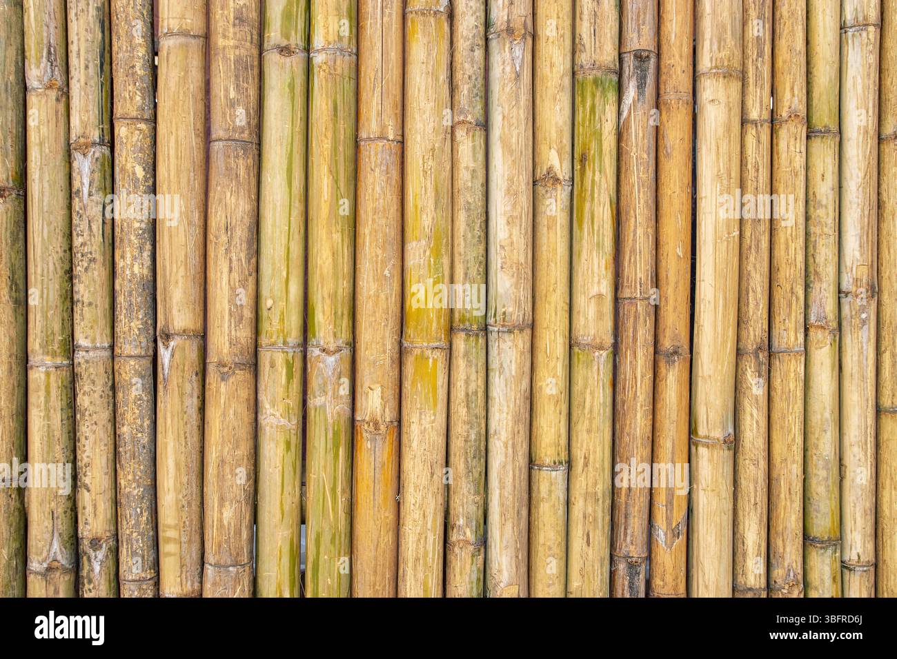 Vertikaler natürlicher gelber Bambuswand Hintergrund Stockfoto