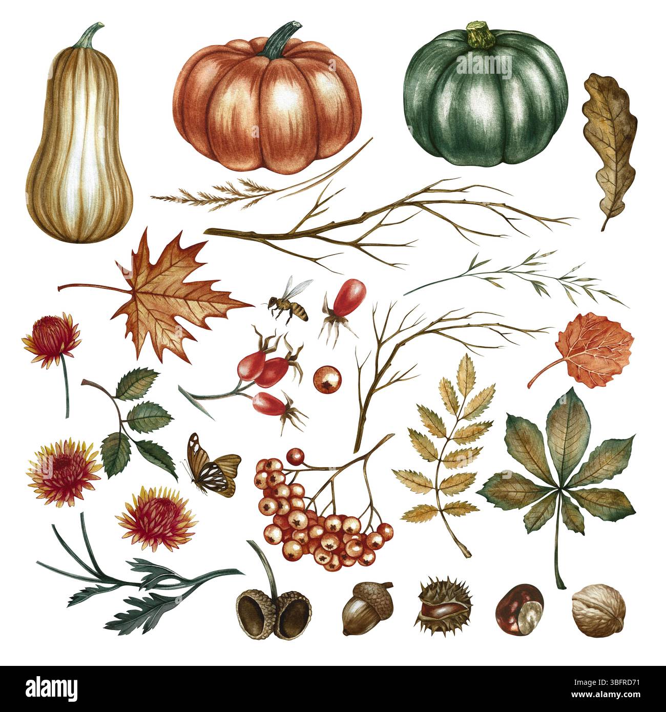 Herbstaquarell Set mit Kürbissen, Blättern und Blumen sowie verschiedenen Pflanzenelementen. Handgemachte Aquarellabbildungen. Isoliert auf einem weiß Stockfoto