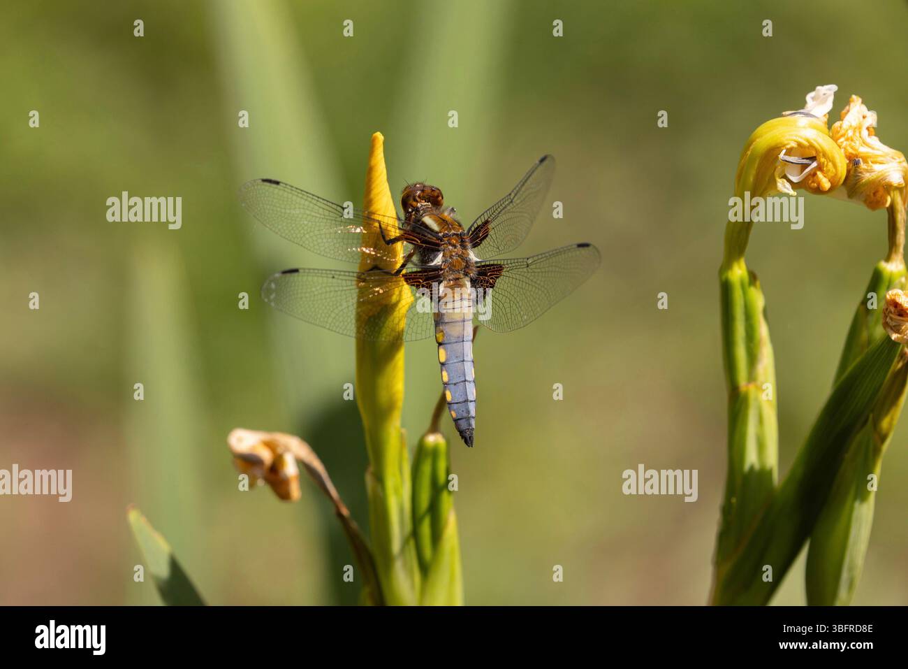 Breitkörper Chaser Dragonfly männlich - Libellula depressa Stockfoto