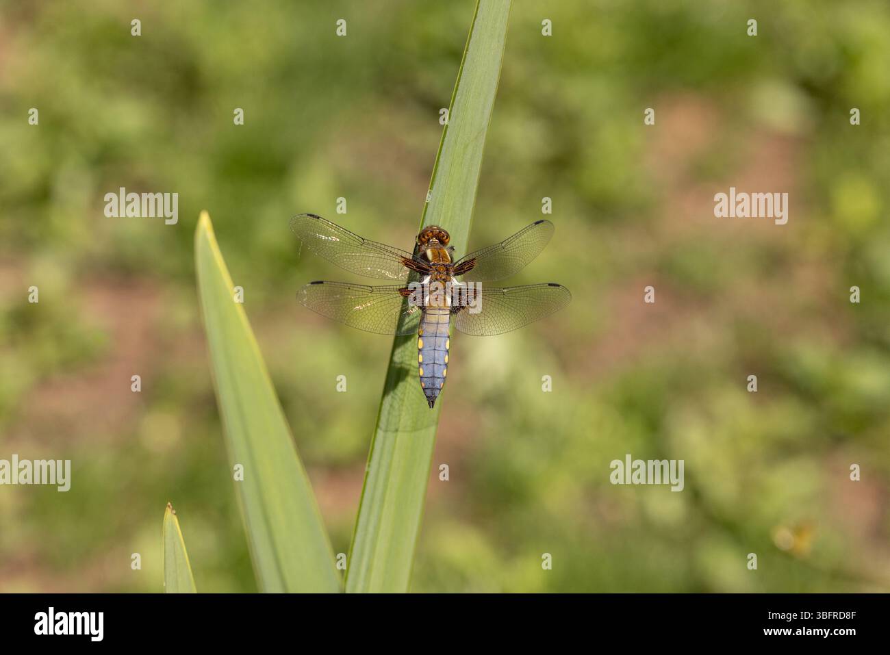 Breitkörper Chaser Dragonfly männlich - Libellula depressa Stockfoto