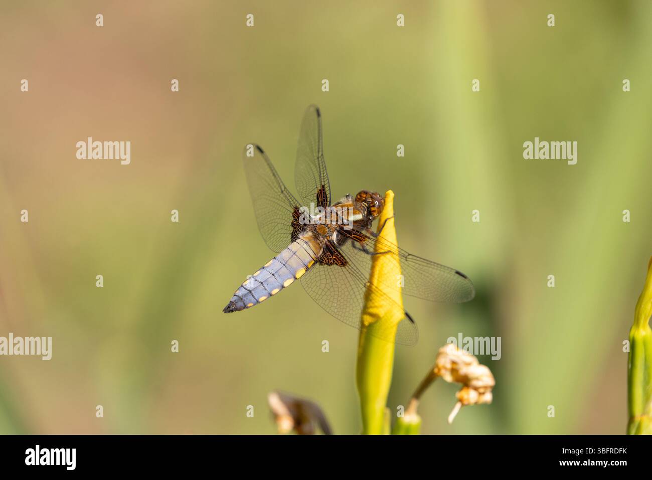 Breitkörper Chaser Dragonfly männlich - Libellula depressa Stockfoto