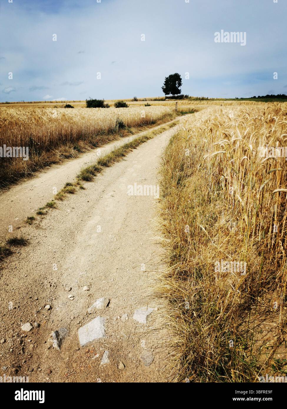 Eine gewundene Feldstraße schlängelt sich durch weitläufige goldene Weizenfelder, die von einem riesigen bewölkten Himmel umgeben sind. Auvergne. Frankreich - Smartphone-aufgenommenes Stockfoto