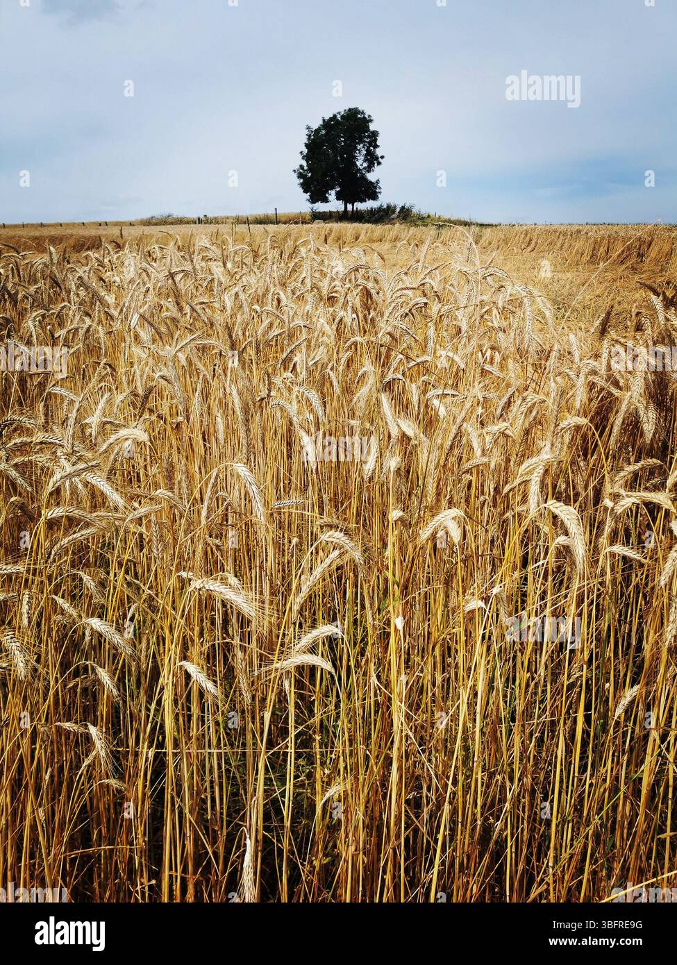 Ein riesiges goldenes Weizenfeld füllt die Landschaft mit einem einsamen Baum im Hintergrund in der Nähe eines rustikalen Gebäudes. Auvergne. Frankreich - Smartphone-aufgenommenes Stockfoto