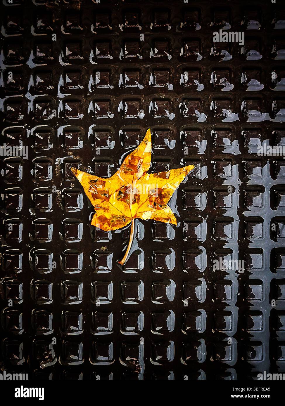 Ein leuchtendes gelbes Blatt liegt friedlich auf einer schwarzen strukturierten Oberfläche, glitzert von Regentropfen und fängt das Wesen des Herbstes in der Stadt ein. Stockfoto