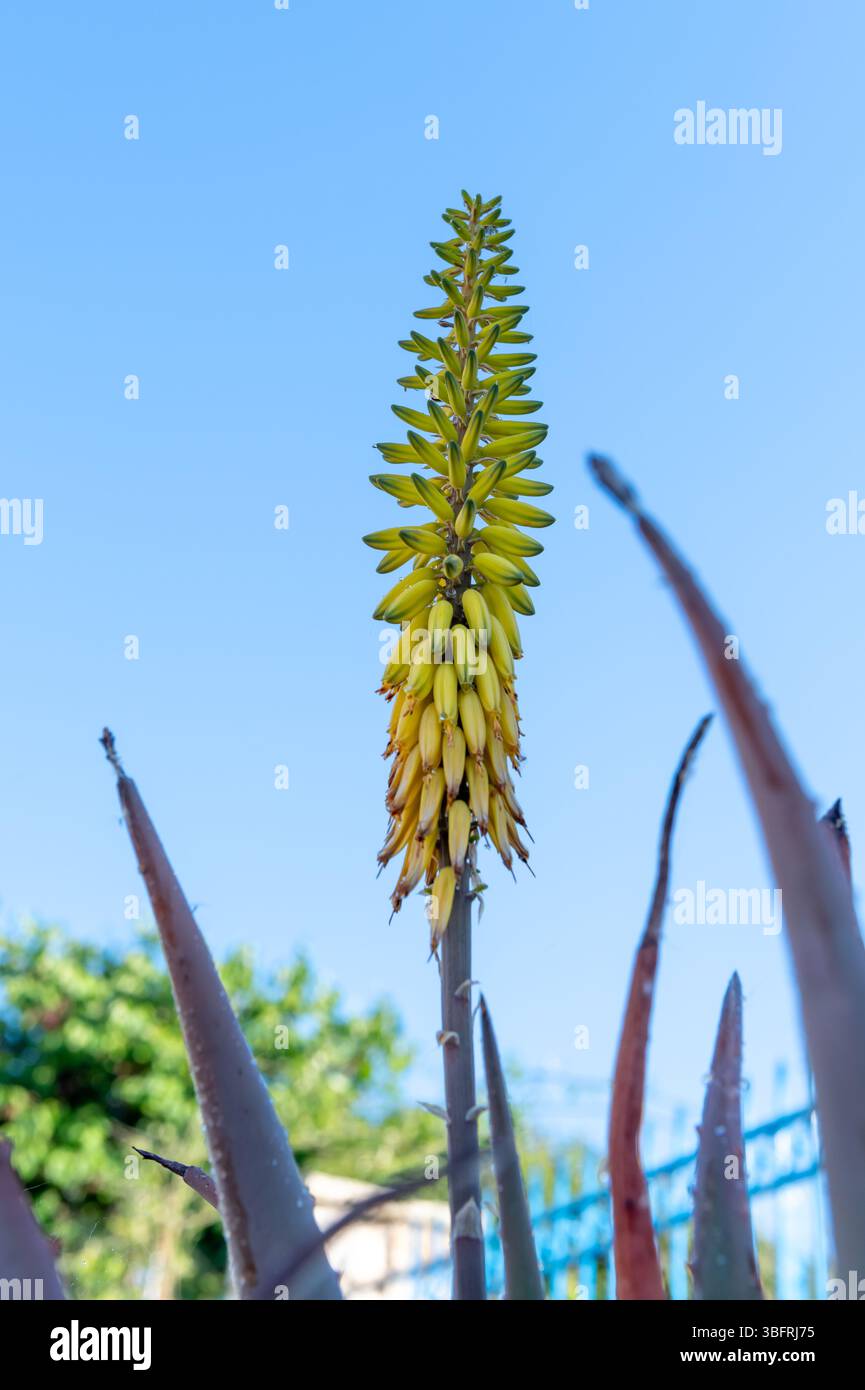 Gelbe aloe -Fotos und -Bildmaterial in hoher Auflsung  Alamy