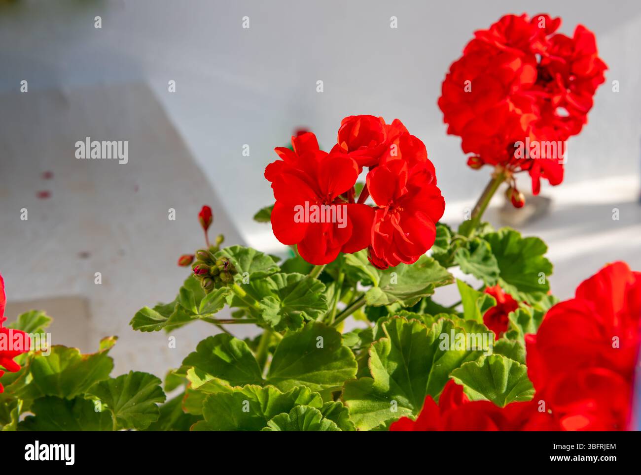 Nahaufnahme einer Geranienpflanze mit schönen, hellroten Blüten. Stockfoto