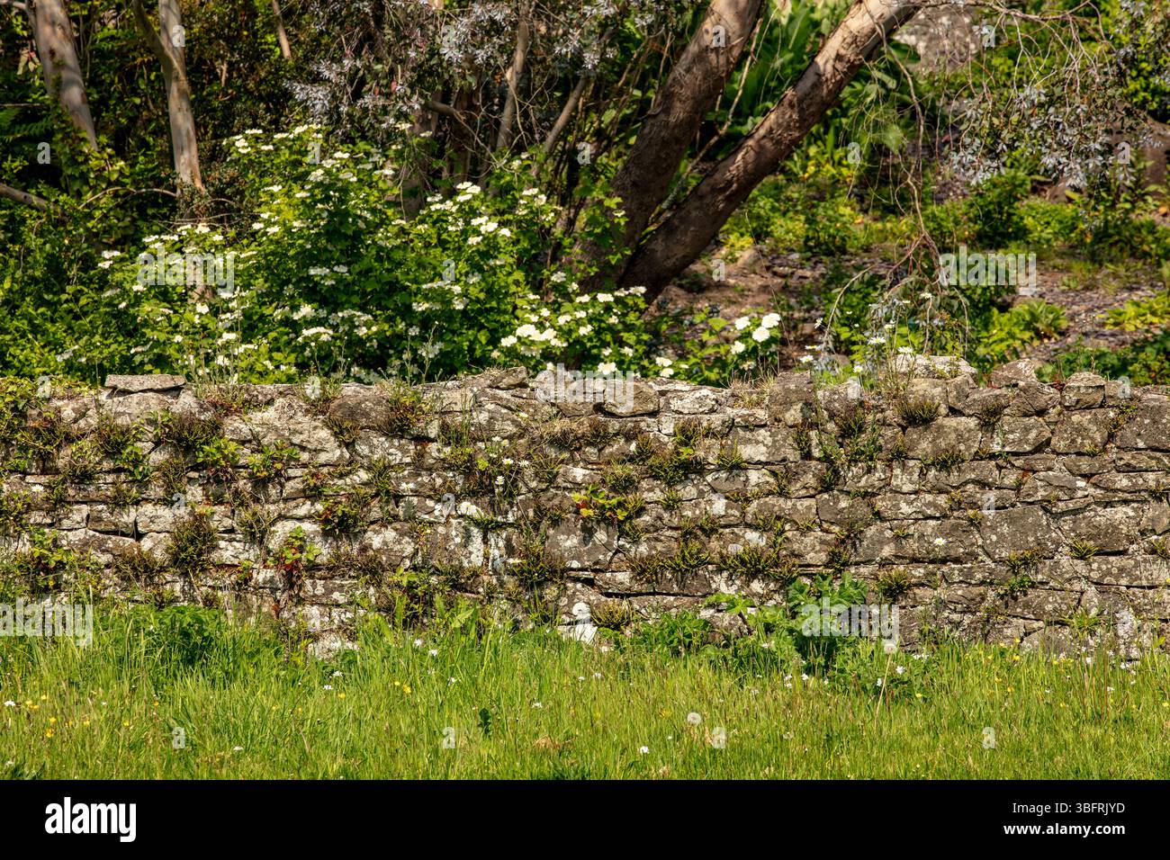 Intimes Naturporträt (Blumen und Pflanzen) im National Botanic Garden of Wales. Verführerisch, Erstaunlich, Atemberaubend, Fesselnd, Stockfoto
