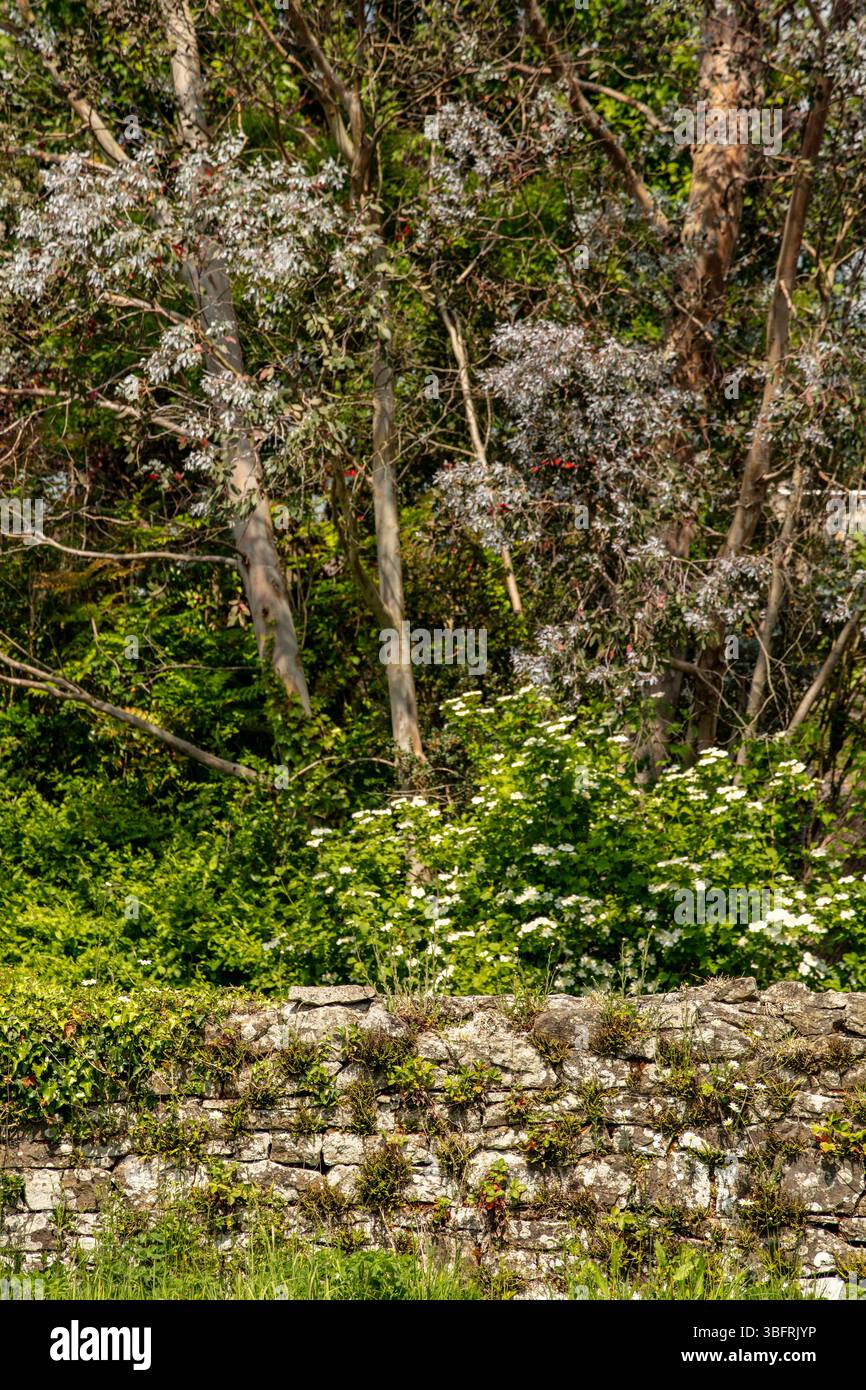 Intimes Naturporträt (Blumen und Pflanzen) im National Botanic Garden of Wales. Verführerisch, Erstaunlich, Atemberaubend, Fesselnd, Stockfoto