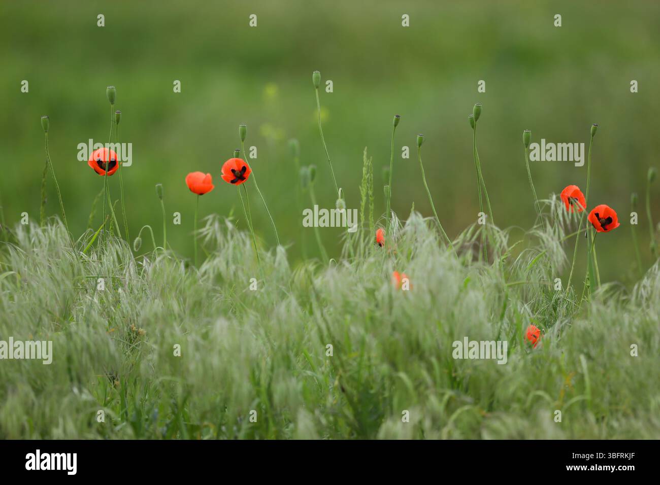 Kleine wilde rote Mohnblumen in grünem Gras auf dem wilden Feld Stockfoto