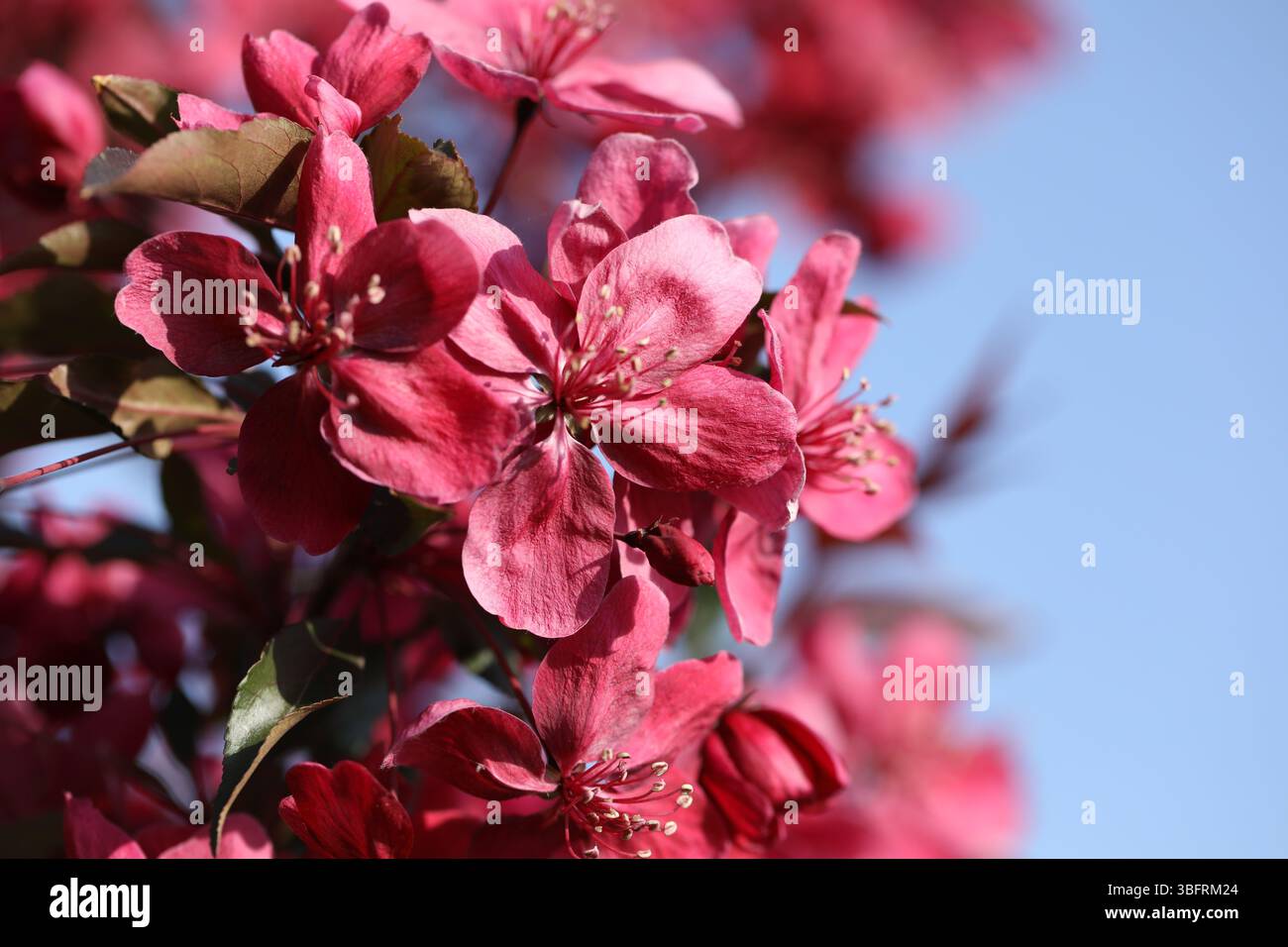 Rosafarbene Frühlingsblüte. Ast eines Apfelbaums mit rosa Blüten Stockfoto