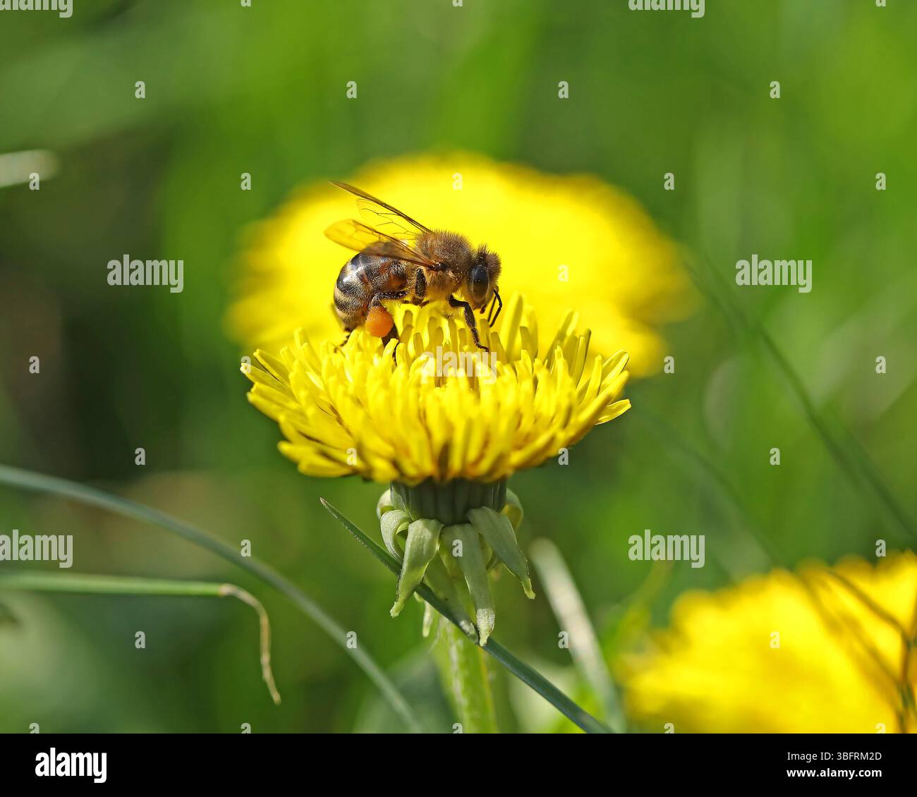 Kleine Biene auf dem hellgelben Löwenzahn im Garten Stockfoto
