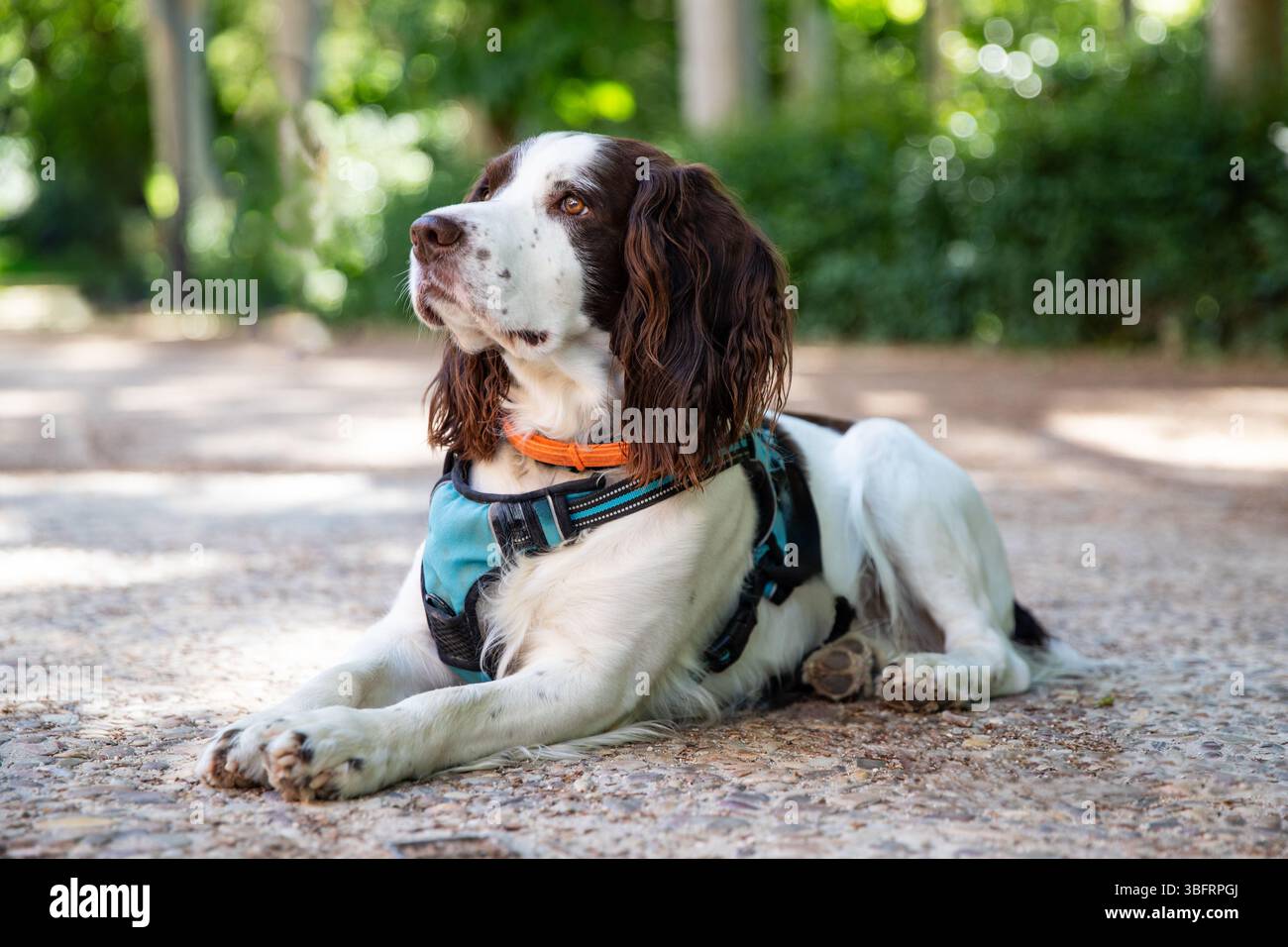 Porträt eines glücklichen englischen Springer Spaniel Stockfoto