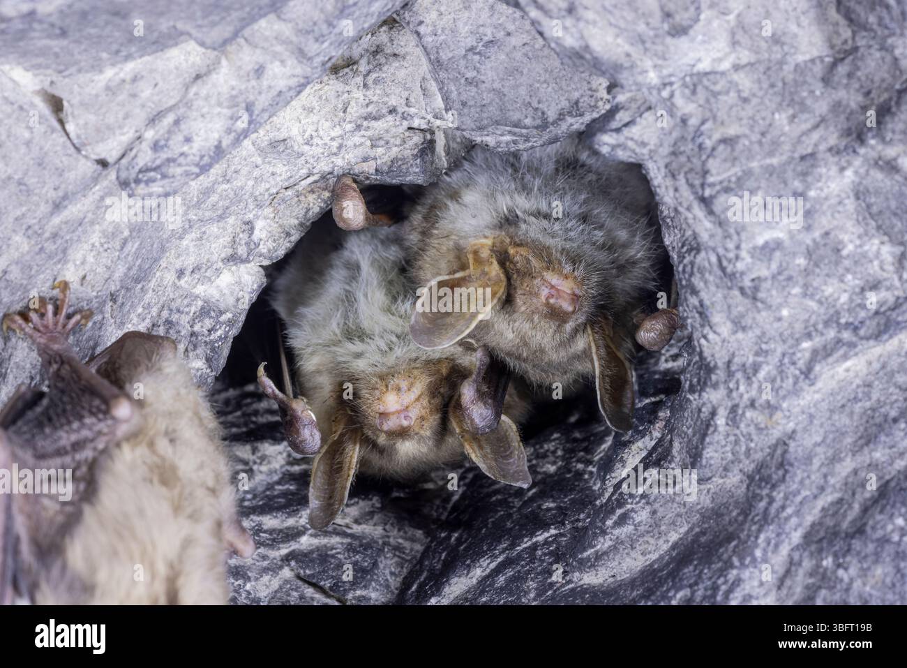 Schließen Sie zwei seltsame Tiere mehr mouse-eared Myotis myotis Fledermäuse kopfüber in das Loch der Höhle und Hibernating hängen. Wildlife Fotografie. Stockfoto