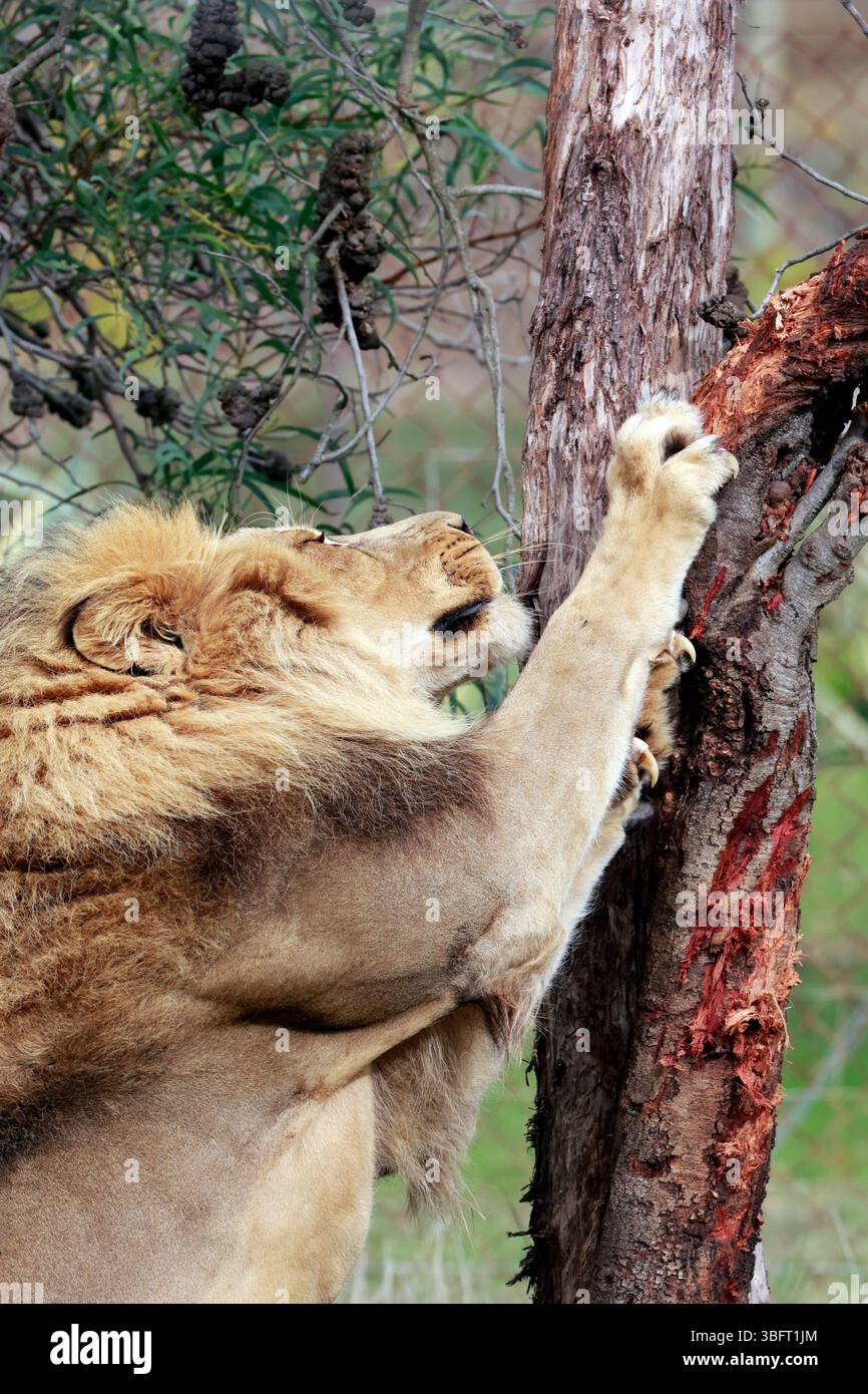 Löwe (Panthera leo) im Drakenstein Lion Park, Klapmuts, Südafrika. Stockfoto