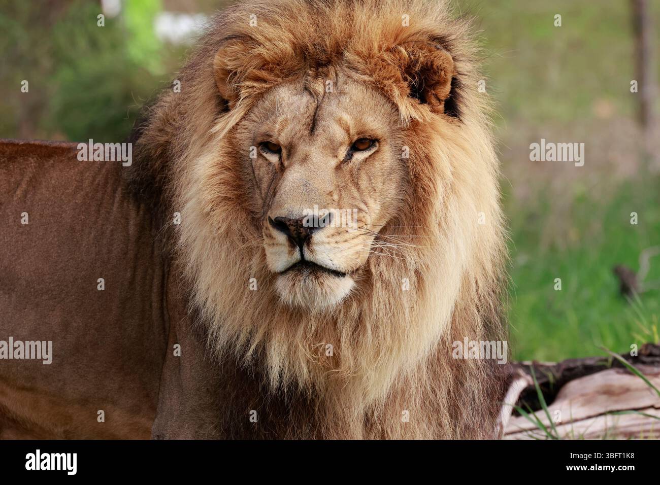 Löwe (Panthera leo) im Drakenstein Lion Park, Klapmuts, Südafrika. Stockfoto