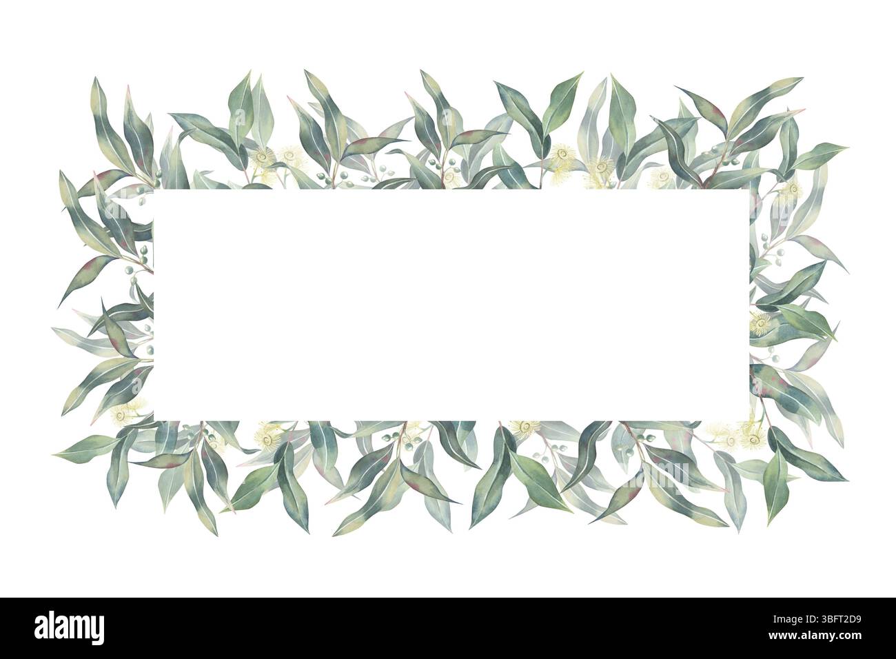 Eukalyptus-Bannerrahmen, Zweige mit Blättern, Blumen und Triebe, Aquarell auf weißem Hintergrund für Einladungen, Karten, Branding, Naturthema Stockfoto