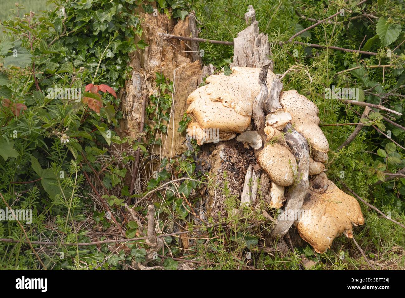 Horizontale Ansicht des Pilzes Dryad's Saddle (Polyporus squamosus), der auf einem Baumstumpf neben Hecke, Dumfries und Galloway, Schottland, wächst. Stockfoto