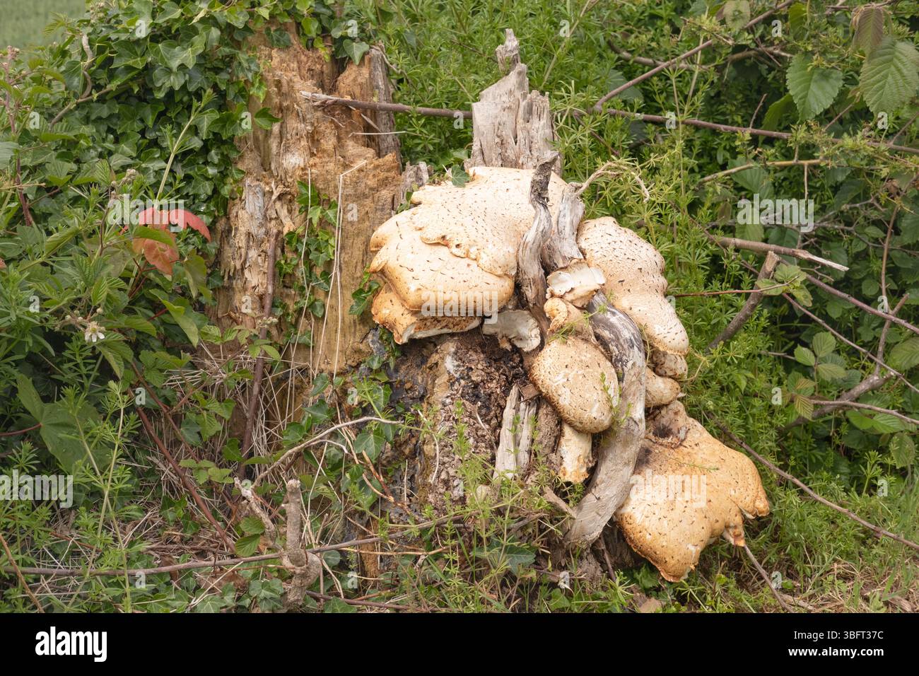 Horizontale Ansicht des Pilzes Dryad's Saddle (Polyporus squamosus), der auf einem Baumstumpf neben Hecke, Dumfries und Galloway, Schottland, wächst. Stockfoto