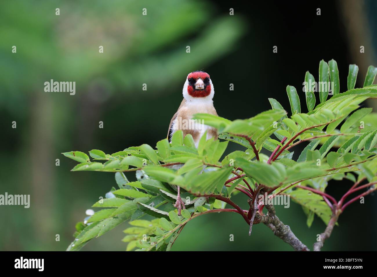 Goldfinch (Carduelis Carduelis) UK Stockfoto