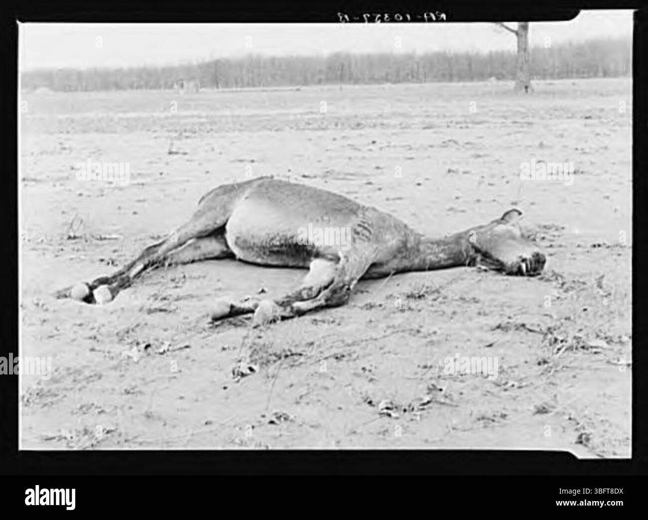 Ein Maultier ertrank während der Überschwemmung von 1937 und wurde an einem Baum gefangen. Das Bild zeigt den tragischen Ausgang der Überschwemmung auf die lokale Tierwelt. Stockfoto