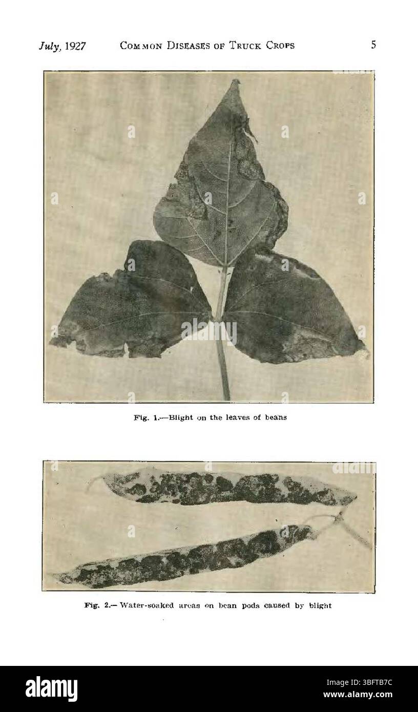 Seite 5 der Publikation „häufige Krankheiten von Colorado Truck Crops“ von 1927 enthält detaillierte Erklärungen zu spezifischen Krankheiten und deren Symptomen sowie Behandlungsoptionen für betroffene Kulturen. Stockfoto