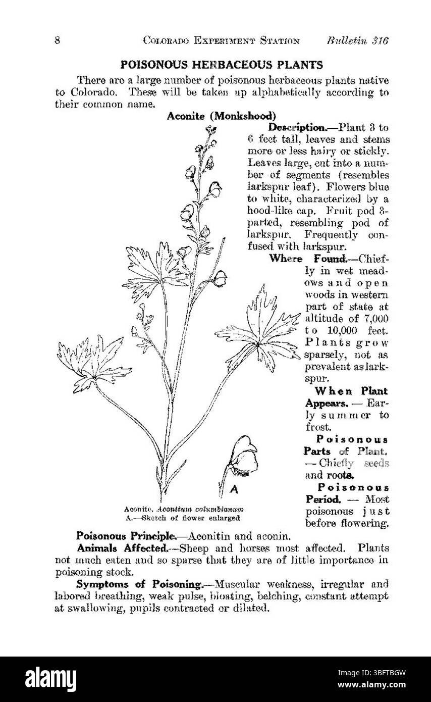Diese Seite aus dem Bericht über giftige Pflanzen 1927 enthält eine detaillierte Beschreibung der giftigen Pflanzen, die in Colorado gefunden werden, und beschreibt ihre Symptome, Wirkungen und Best Practices zur Vermeidung von Exposition. Stockfoto