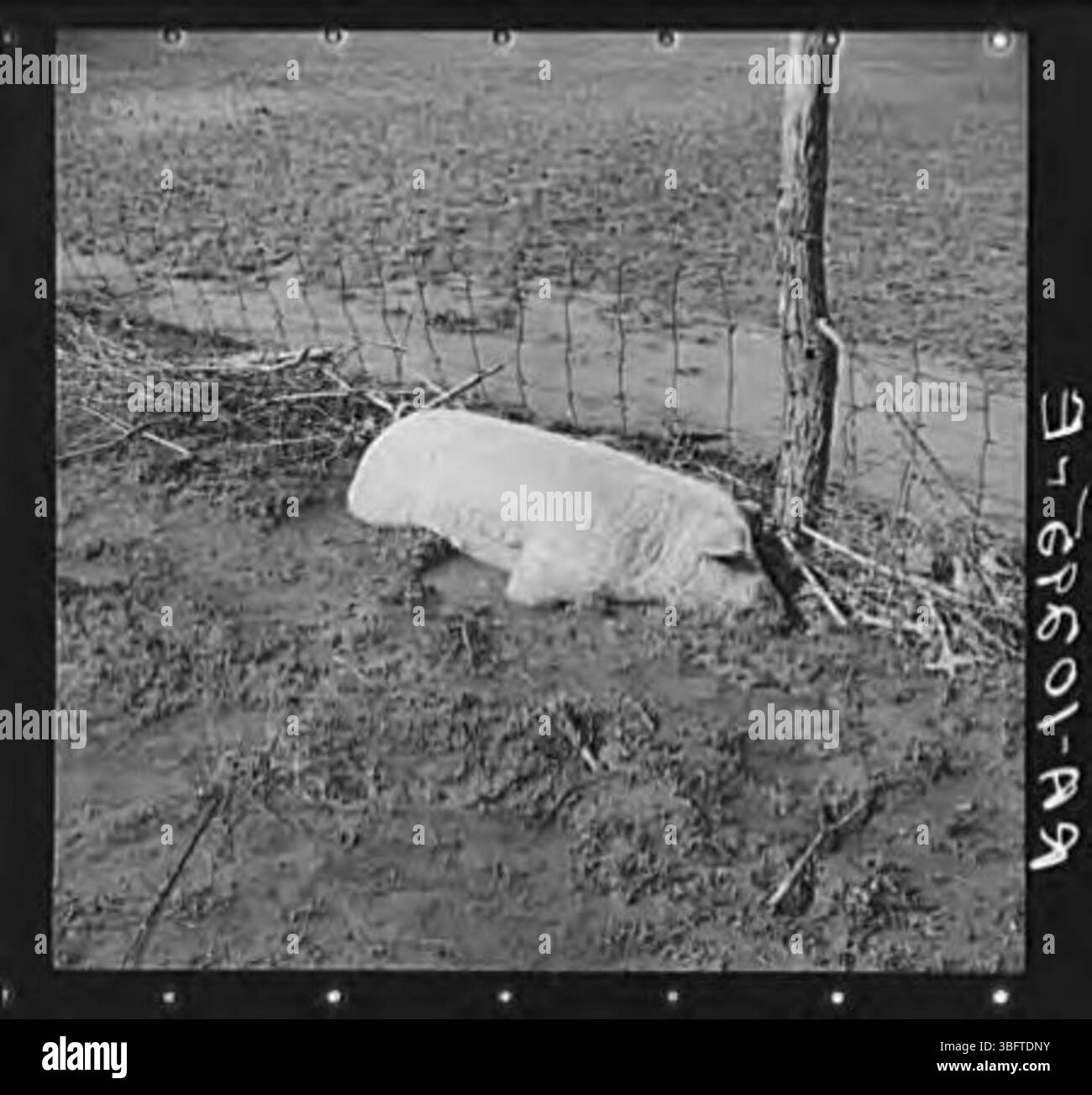 Ein Schwein ertrank während eines Hochwassers und wurde teilweise in Schlamm oder Sediment vergraben, als das Hochwasser zurückging. Stockfoto