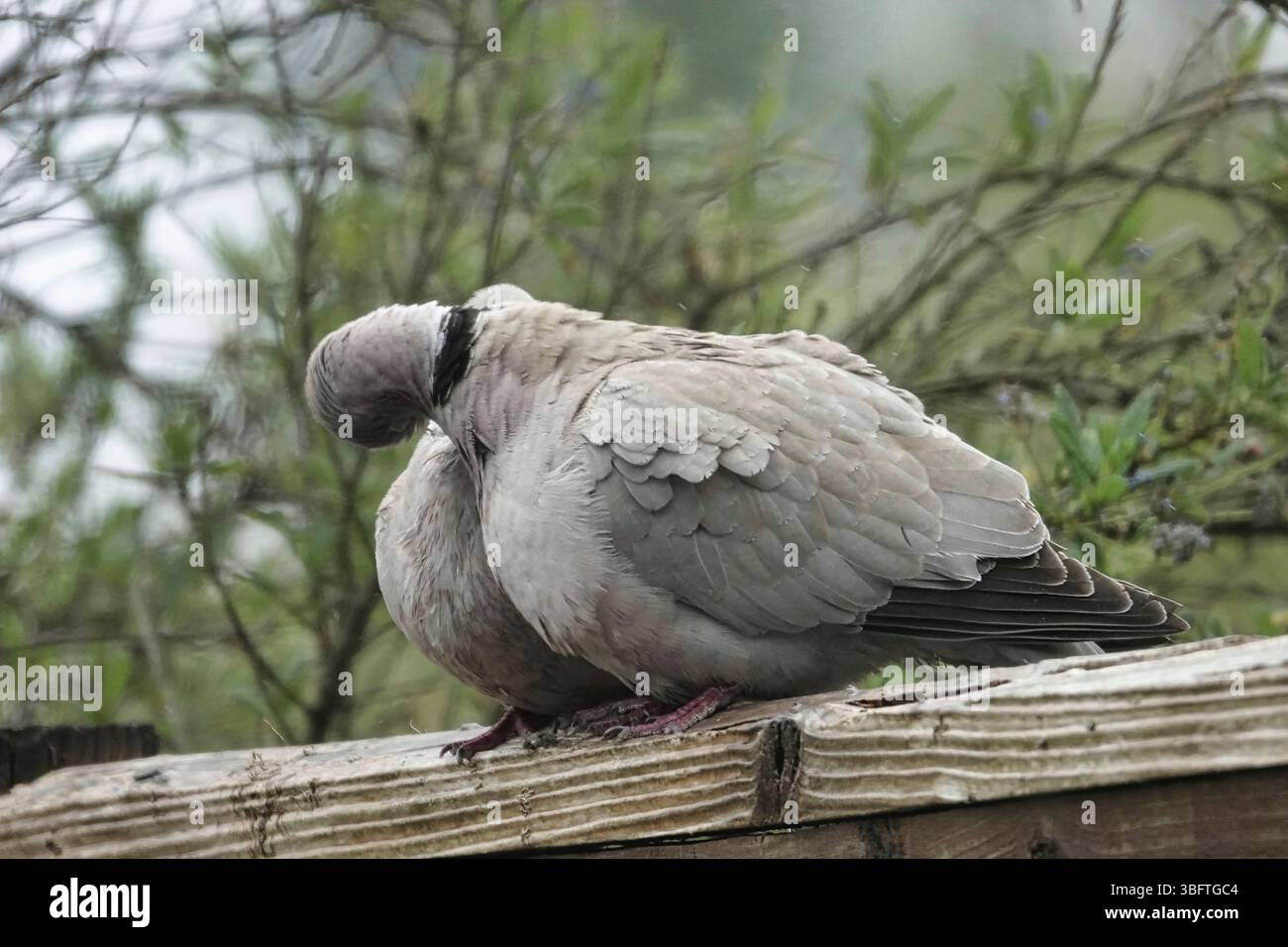 Tadworth, Surrey, Großbritannien 27. Mai 2025 zwei junge Tauben flirten auf einem Vorstadtzaun in Surrey, Großbritannien Stockfoto