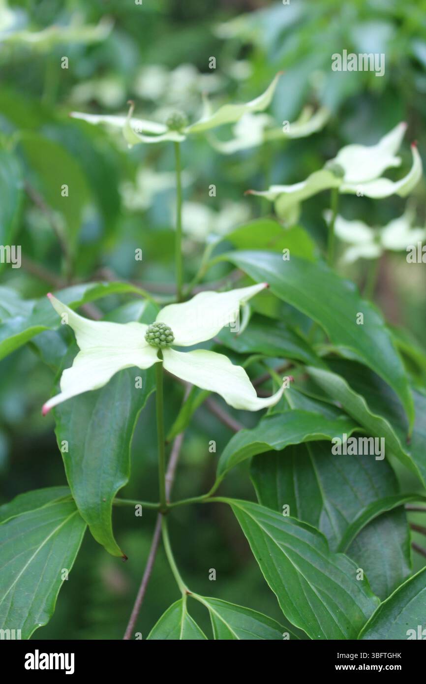 Abbotsbury subtropische Gärten - Cornus kousa Big Apple Stockfoto